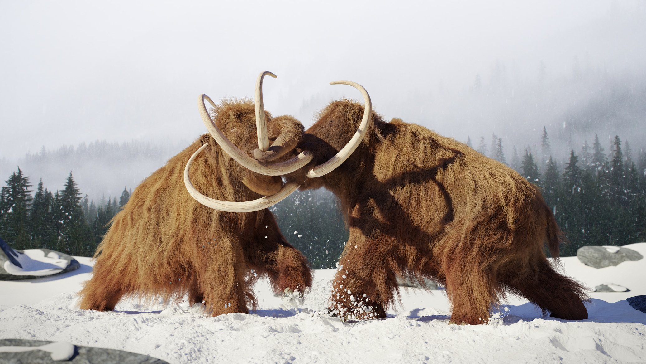 woolly mammoth bulls fighting, prehistoric ice age mammals in snow covered landscape